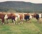 The Bungay family cattle herd