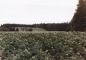 Growing potatoes on the south side of the Island (Souris - Kingsboro area).