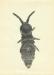 Collembola