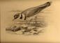 Charcoal sketch of a killdeer, done by Laing at the Pratt Institute.