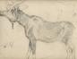 Sketch of a male moose, drawn by Laing at the Pratt Institute.