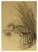 Charcoal of a bittern, drawn by Laing at the Pratt Institute.  