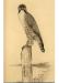 Charcoal drawing of a duck hawk, or peregrine falcon, done by Laing at the Pratt Institute.