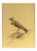 Charcoal sketch of a horned lark, drawn by Laing at the Pratt Institute.