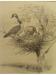 Charcoal drawing of two Canadian geese by Laing.
