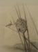 Charcoal of a marsh wren, drawn by Laing at the Pratt Institute. 