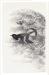 Charcoal drawing of an American redstart, done by Laing at the Pratt Institute.
