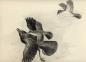 Charcoal drawing of ''kingbirds punishing a crow'' by Laing. 