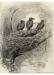 Laing's charcoal sketch of crows in the nest