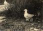 Photograph, taken by Laing, of a mew gull with chicks.  
