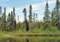 Black spruce