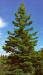 White spruce