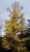 Juniper (larch or tamarack)  