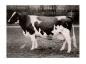 FIRST HOLSTEIN COW Oakhurst Colantha Abbekerk (first Holstein cow).