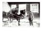 WILLIAM NUSSEY WITH CLYDESDALES