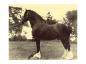 LORD ABERDEEN A Clydesdale stallion called Lord Aberdeen at Mount Victoria Farm around 1917.