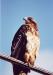 Baby eagle sitting on wire.