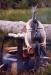 Reg Davidson's fish dinner.