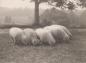 Wanted: Fat sheep to photograph