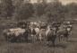 Grandpa Hill's cattle on Walter Farm, Con 2 Colborne Township