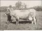 C.A.J. Sherman with his cow, Rosalind of old Basing, Red Deer, Alberta
