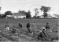Tobacco planting in Eastern Township of Quebec