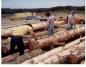 Logs for Laft Hus -  Workers remove bark from logs
