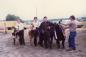 1979 Steer Show  and Sale