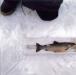 Mesuring a Trout caught while Ice Fishing
