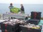 Plant workers weighing the fishermen's daily catch.