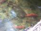 Kokanee (Kickininees) spawning in Deep Creek
