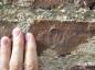 Author's fingers beside 250 year-old fingerprints in homemade bricks, Boon Plantation, S Carolina