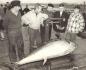 Weighing The Tuna