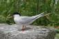 Roseate Terns