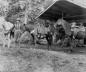 George Cahill, Claims Locator & Packer, with Horse Team ca. 1900