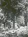 A man standing by an old growth tree in the area which later became the "Whistler Cay Estates".