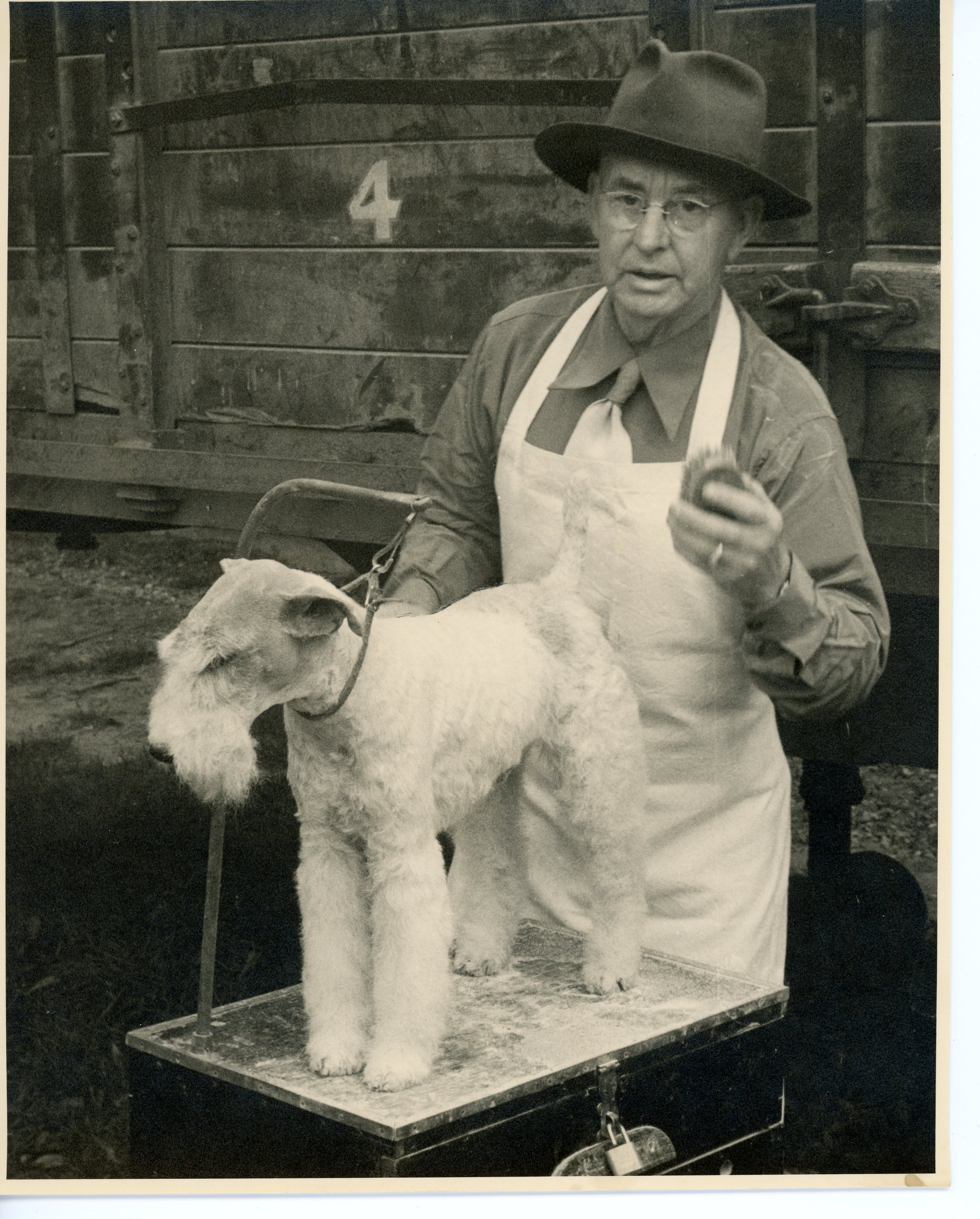 A black and white photograph of a man standing behind a short haired white terrier dog that is tethered on a raised platform; the man holds a brush in his left hand and is wearing a hat, shirt and tie under a white apron; a wooden structure is in the back , the number 4 stenciled on a horizontal plank