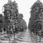 Hops, Coldstream Ranch, n.d.