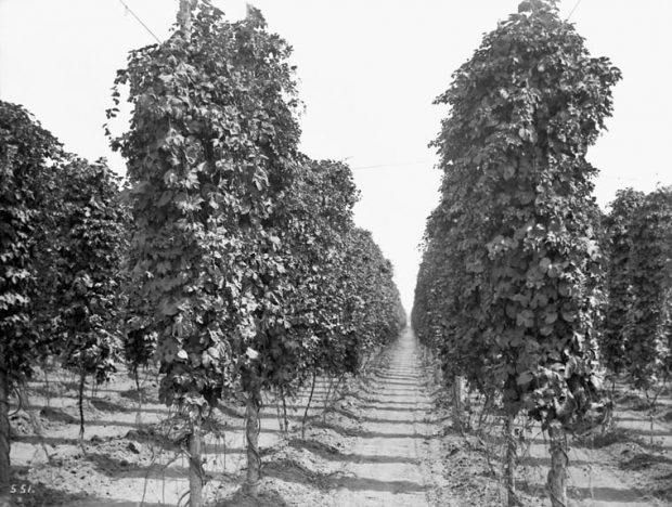 Black and white photo of rows of mature hops fields.