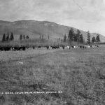 Cattle Scene, *Coldstream Ranche*, Vernon B.C., n.d.