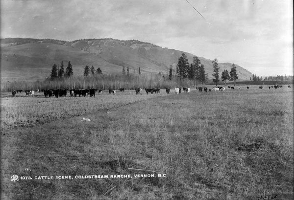 Black and white photo of a field with cattle with distant trees and hills.