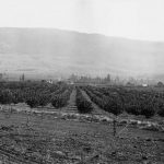 Apple Orchard, Coldstream Ranch, 1900-1910