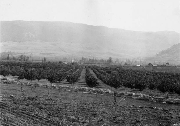 Black and white photo of a young fruit orchard with the valley hills in the background.