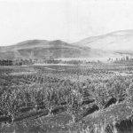 Coldstream Ranch Fruit Orchards, c.1895