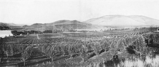 Black and white photo of a large fruit orchard with a view of the lake and distant hills.