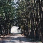 ‘Avenue of Cedars’ in Guisachan Park, n.d.