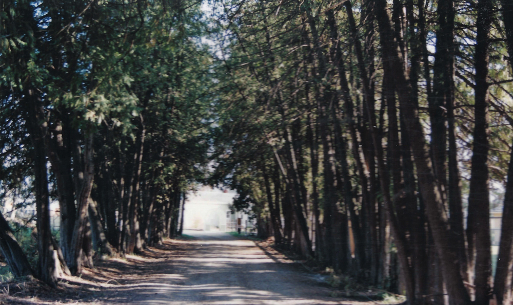 Photo en couleur montrant une route au milieu d’une voûte de grands arbres et une ouverture au bout.