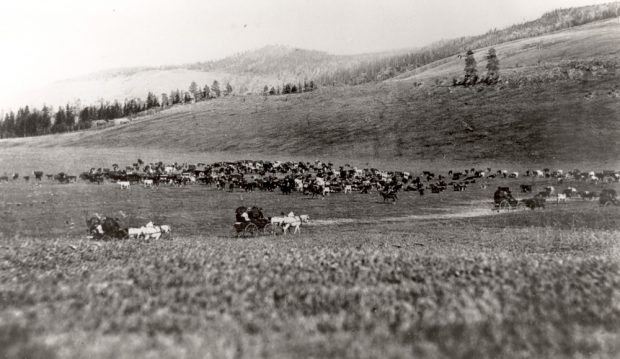 Black and white photo of ranch land with cows. There are three wagons and horses with riders on a road.