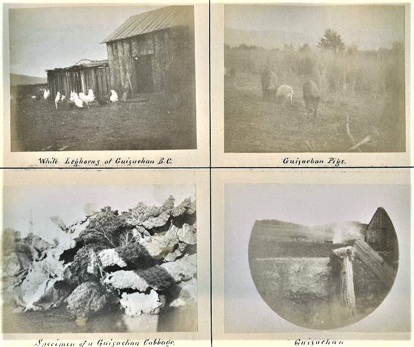 Set of four faded photos. One is of chickens in front of a barn; one is of pigs in a field; one is of cabbages; and one of part of a wooden building in a field.