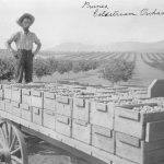 Prunes, Coldstream Orchards, c. 1910